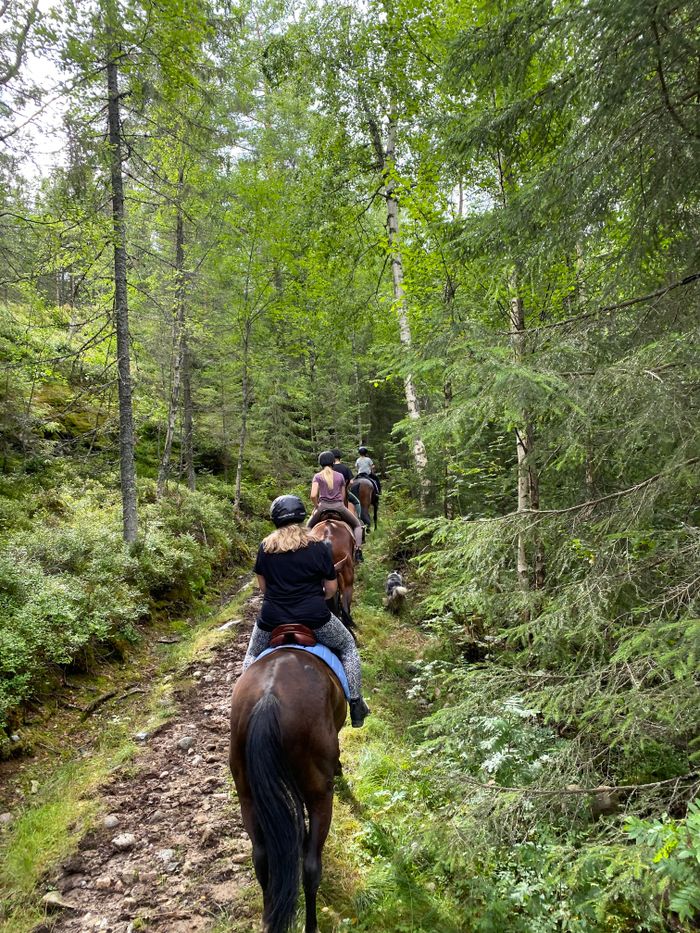 Experience a serene horseback riding journey through a lush forest trail, ideal for nature and outdoor enthusiasts.