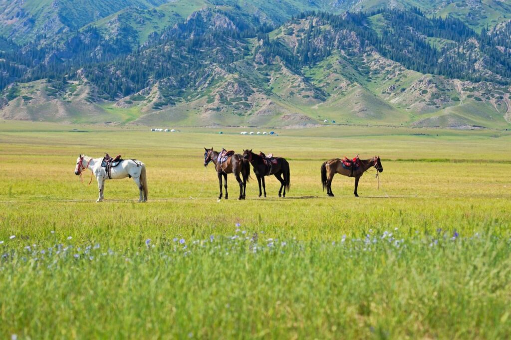 Saddled horses stand in a vast field with scenic mountains in the background.
