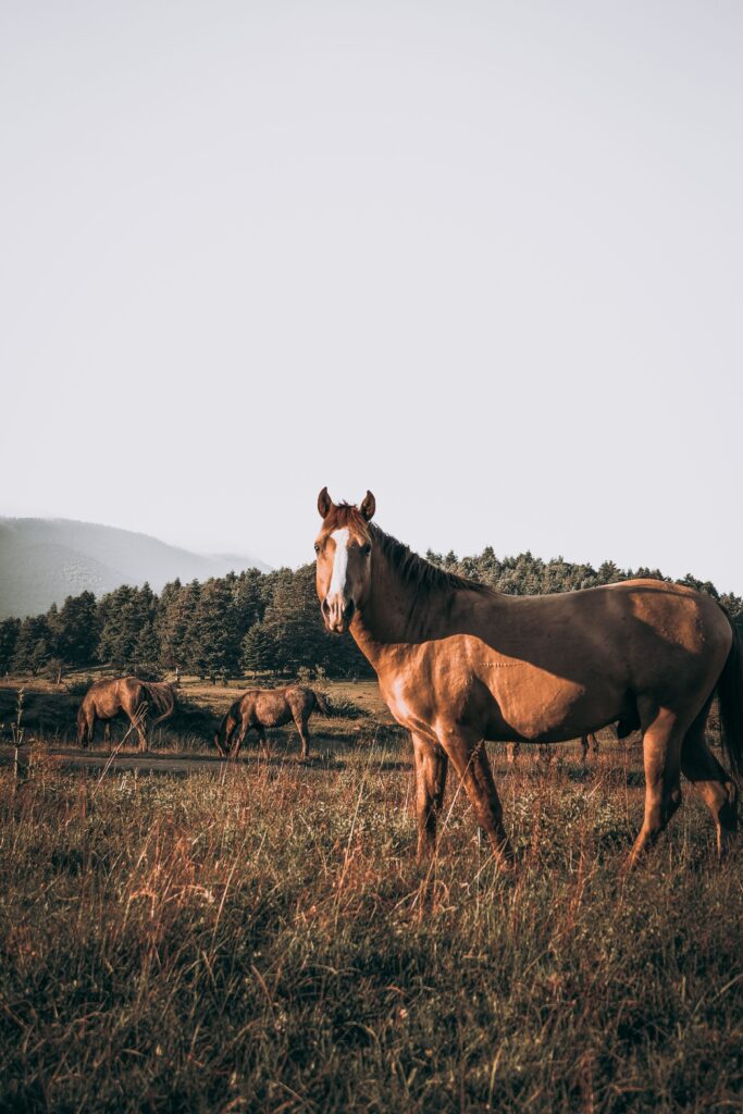 A brown horse stands elegantly in a lush green meadow with distant mountains and trees.
