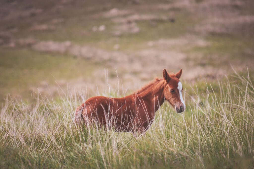 A wild pony grazing in the lush fields of Libanus, Wales, captured on a serene day.